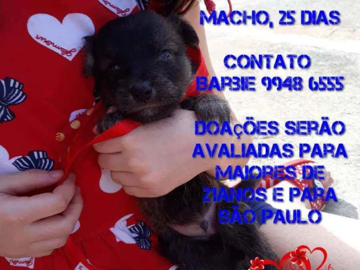 Cachorro ra a Srd idade Abaixo de 2 meses nome Neguinho