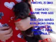 Neguinho