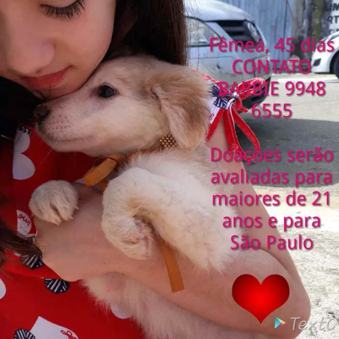 Cachorro ra a Srd idade Abaixo de 2 meses nome Yellow