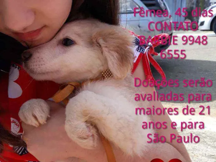 Cachorro ra a Srd idade Abaixo de 2 meses nome Yellow