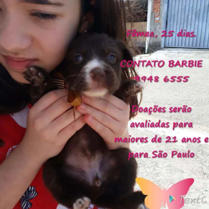 Cachorro ra a Srd idade Abaixo de 2 meses nome Pérola 