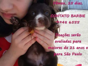 Cachorro raça Srd idade Abaixo de 2 meses nome Pérola 