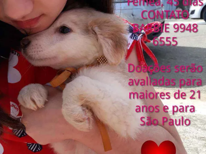 Cachorro ra a Srd idade Abaixo de 2 meses nome Yellow
