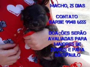 Cachorro raça Srd idade Abaixo de 2 meses nome Neguinho