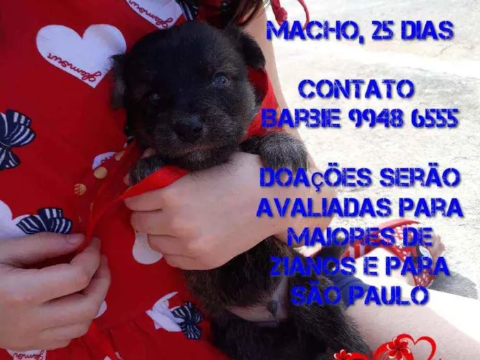 Cachorro ra a Srd idade Abaixo de 2 meses nome Neguinho