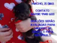 Neguinho