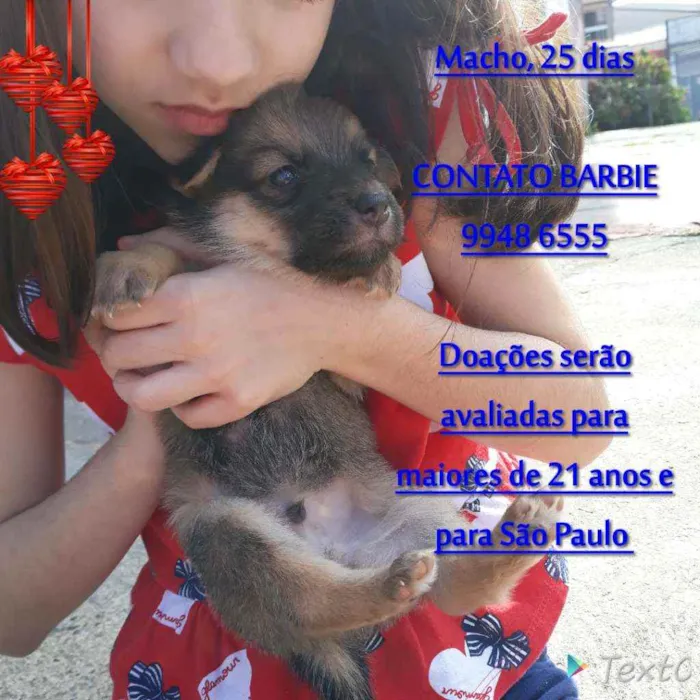 Cachorro ra a Srd  idade Abaixo de 2 meses nome Nino 
