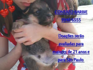 Cachorro raça Srd  idade Abaixo de 2 meses nome Nino 