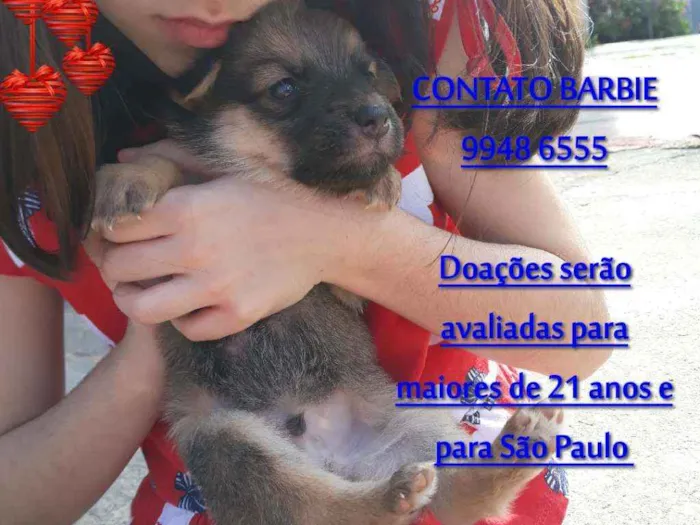 Cachorro ra a Srd  idade Abaixo de 2 meses nome Nino 