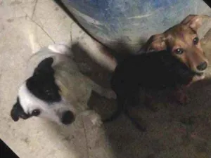 Cachorro raça Vira-lata com bord-coly  idade 7 a 11 meses nome Pipoa e perola