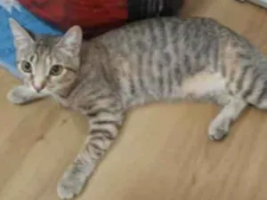 Gato raça SRD idade 7 a 11 meses nome Bruninha 