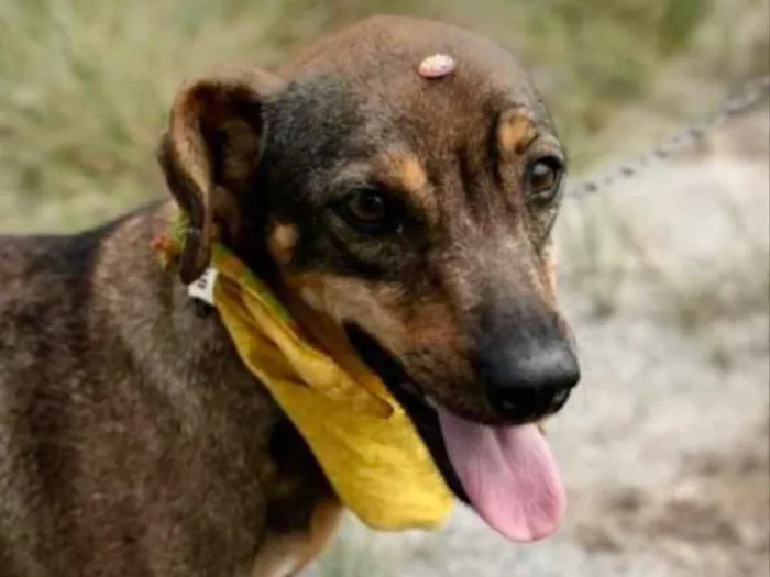 Cachorro ra a SRD idade 1 ano nome Flor 