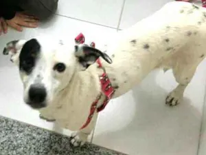 Cachorro raça  idade 3 anos nome Pandora 