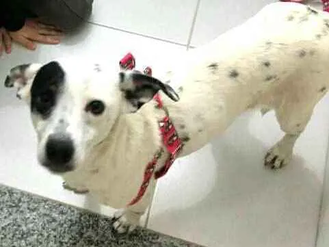 Cachorro ra a  idade 3 anos nome Pandora 