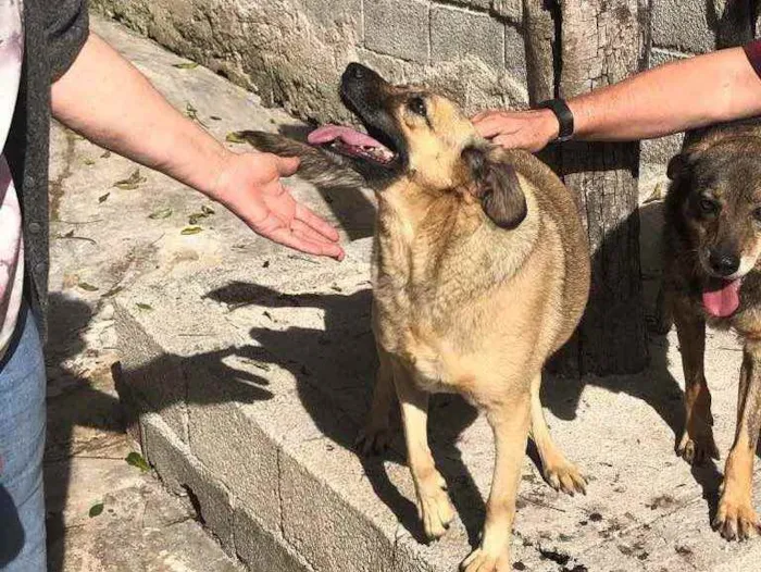 Cachorro ra a SRD idade 4 anos nome Sol