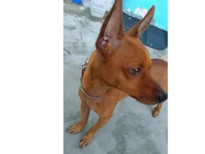 Cachorro raça Pinscher com Dachshund idade 6 ou mais anos nome Toty