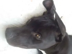 Cachorro raça pitbull idade 1 ano nome Romeu