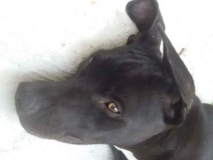Cachorro ra a pitbull idade 1 ano nome Romeu