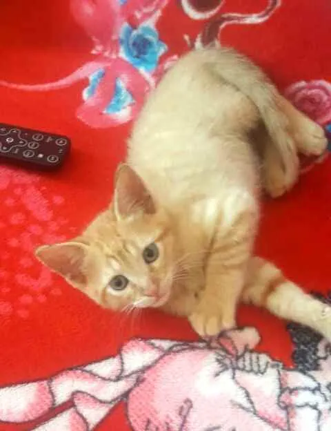 Gato ra a  idade 2 a 6 meses nome Filhote 
