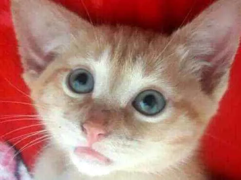 Gato ra a  idade 2 a 6 meses nome Filhote 