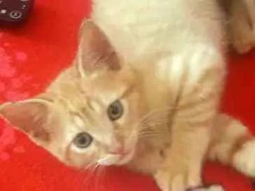 Gato ra a  idade 2 a 6 meses nome Filhote 