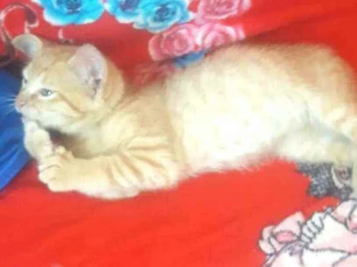 Gato ra a  idade 2 a 6 meses nome Filhote 