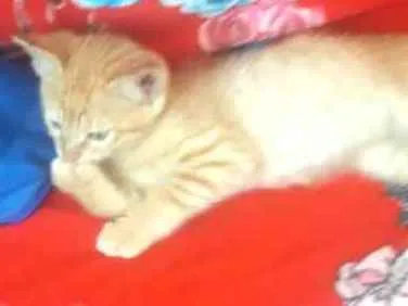 Gato ra a  idade 2 a 6 meses nome Filhote 