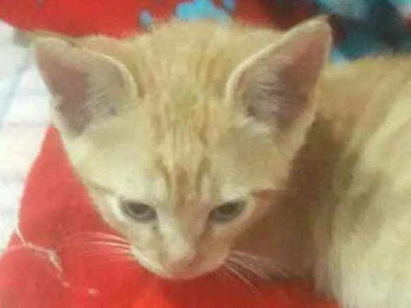 Gato ra a  idade 2 a 6 meses nome Filhote 