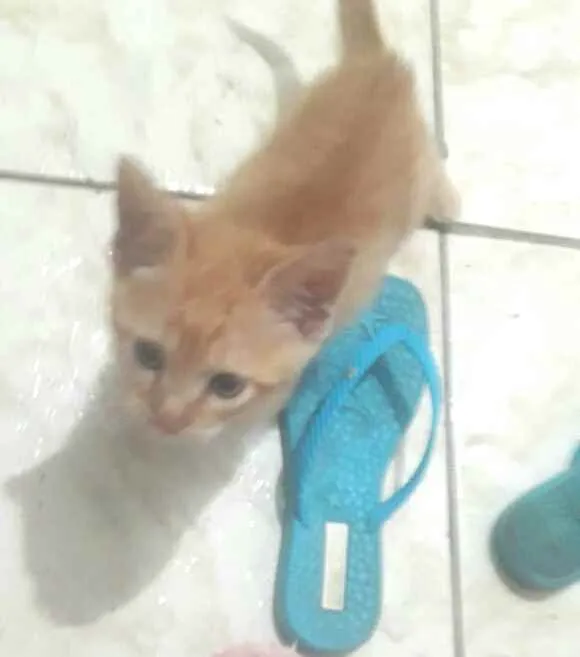 Gato ra a  idade 2 a 6 meses nome Filhote 