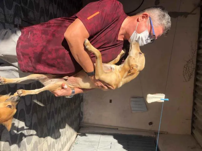 Cachorro ra a Srd idade 1 ano nome Pingo