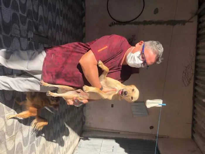 Cachorro ra a Srd idade 1 ano nome Pingo