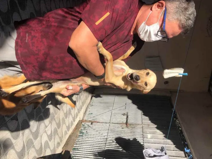 Cachorro ra a Srd idade 1 ano nome Pingo