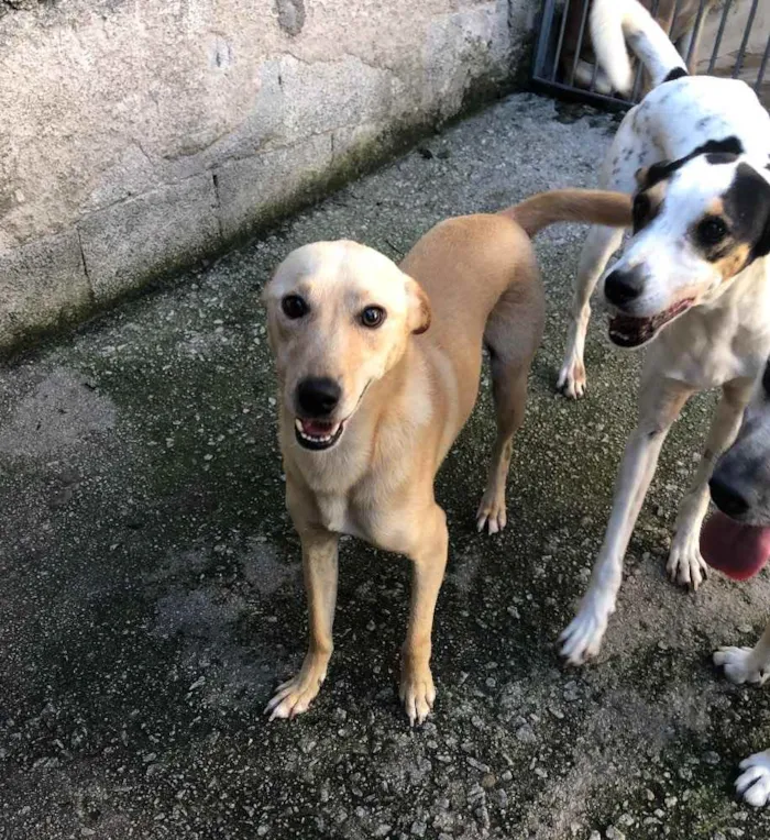 Cachorro ra a Srd idade 1 ano nome Pingo