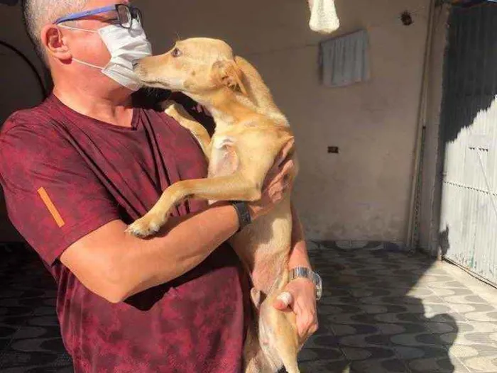 Cachorro ra a Srd idade 1 ano nome Pingo