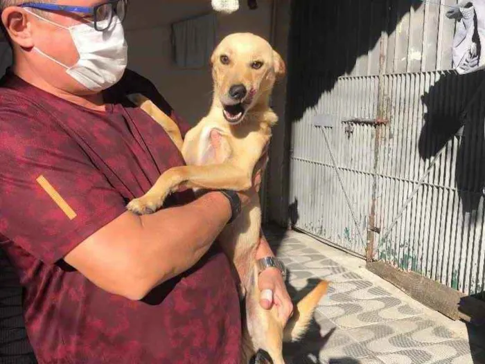 Cachorro ra a Srd idade 1 ano nome Pingo