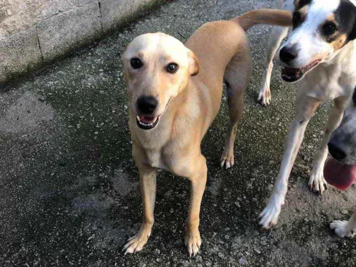 Cachorro ra a Srd idade 1 ano nome Pingo