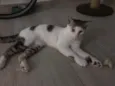 Paco