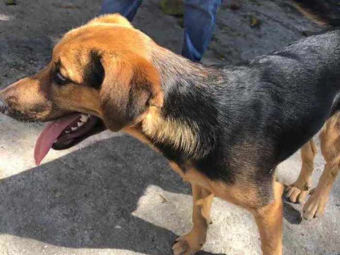 Cachorro ra a SRD idade 7 a 11 meses nome Bellinha
