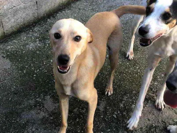 Cachorro ra a Srd idade 1 ano nome Pingo