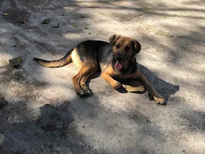 Cachorro ra a SRD idade 7 a 11 meses nome Bellinha