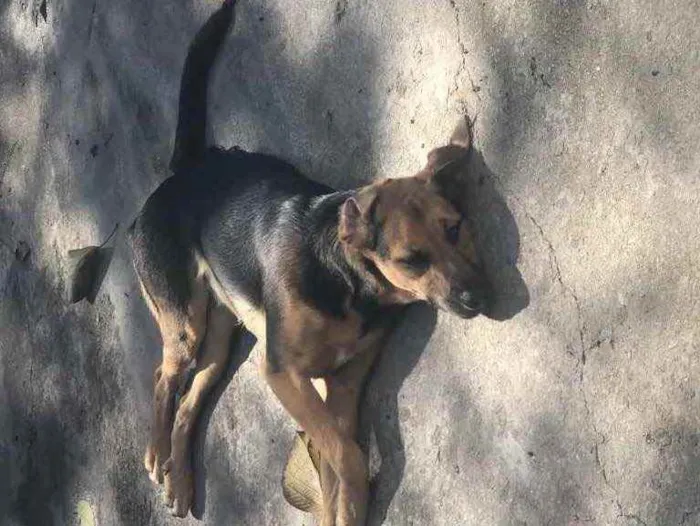 Cachorro ra a SRD idade 7 a 11 meses nome Bellinha