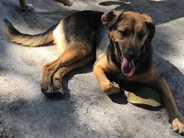 Cachorro ra a SRD idade 7 a 11 meses nome Bellinha