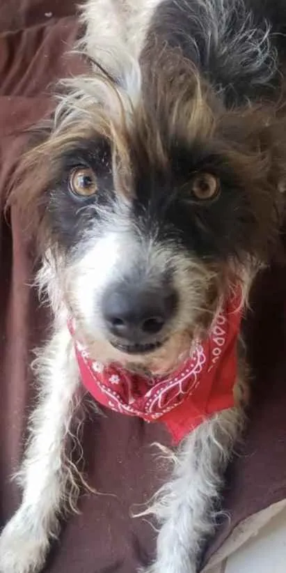 Cachorro ra a Mestiça  idade 7 a 11 meses nome Mocinha 