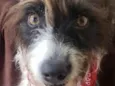 Mocinha 