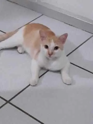 Gato raça Srd idade 2 a 6 meses nome Nino