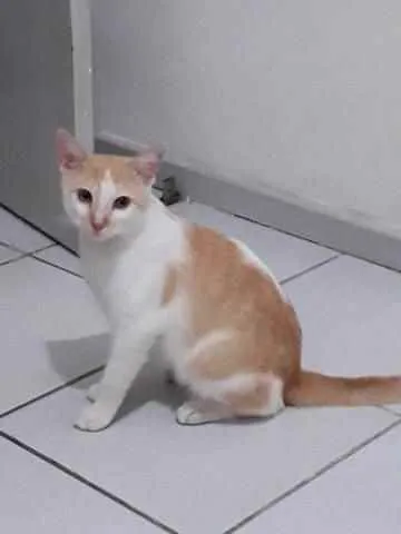 Gato raça Srd idade 2 a 6 meses nome Nino