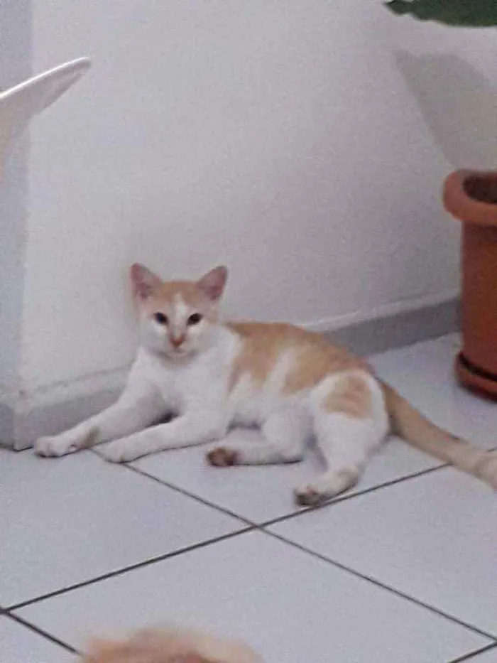 Gato raça Srd idade 2 a 6 meses nome Nino