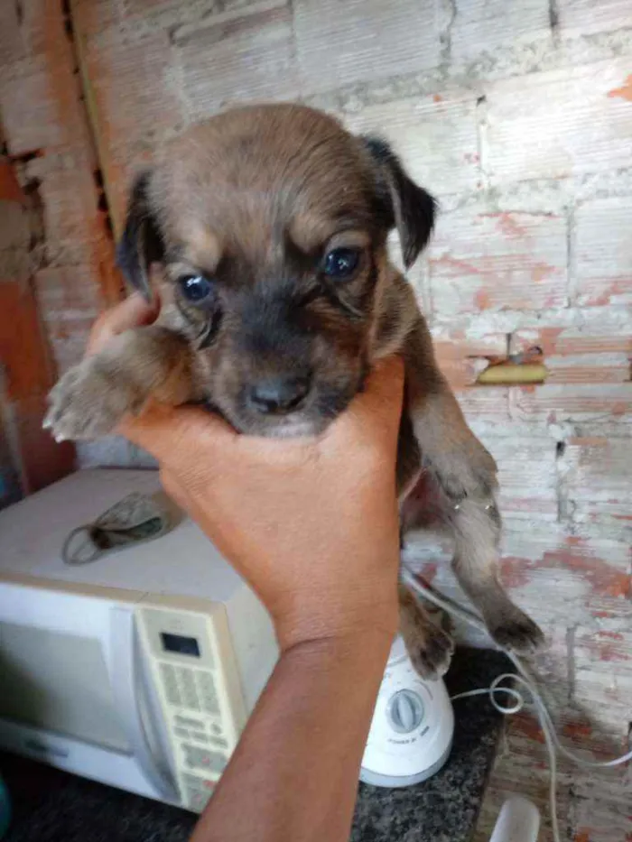 Cachorro raça Srd idade Abaixo de 2 meses nome Guga