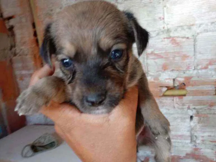 Cachorro raça Srd idade Abaixo de 2 meses nome Guga