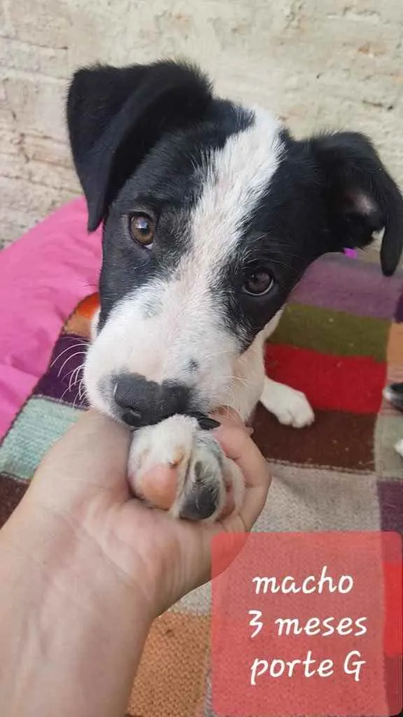 Cachorro ra a  idade 2 a 6 meses nome Não sei 